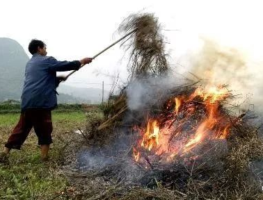 你年年都想燒的秸稈，今年可以吃票子了！